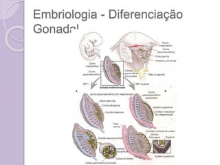Embriologia - Diferenciação
Gonadal
 