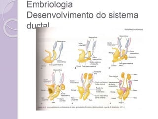 Embriologia
Desenvolvimento do sistema
ductal
 