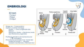 EMBRIOLOGI
Minggu ke – 7 masa embrio :
Septum urorektal membagi:
Kloaka  Sinus urogenitalis dan
Rektum
Membrana kloaka  Membrana analis
dan Membrana urogenitalis
Proliferasi ektoderm pd membrana anal
Proctodeum
Pertumbuhan proctodeum ke kranial dan
hindgut ke kaudal  Menyatu
menjadi Linea Dentata ( Pectinate line )
GI tract:
-Foregut
-Midgut
-Hindgut
 