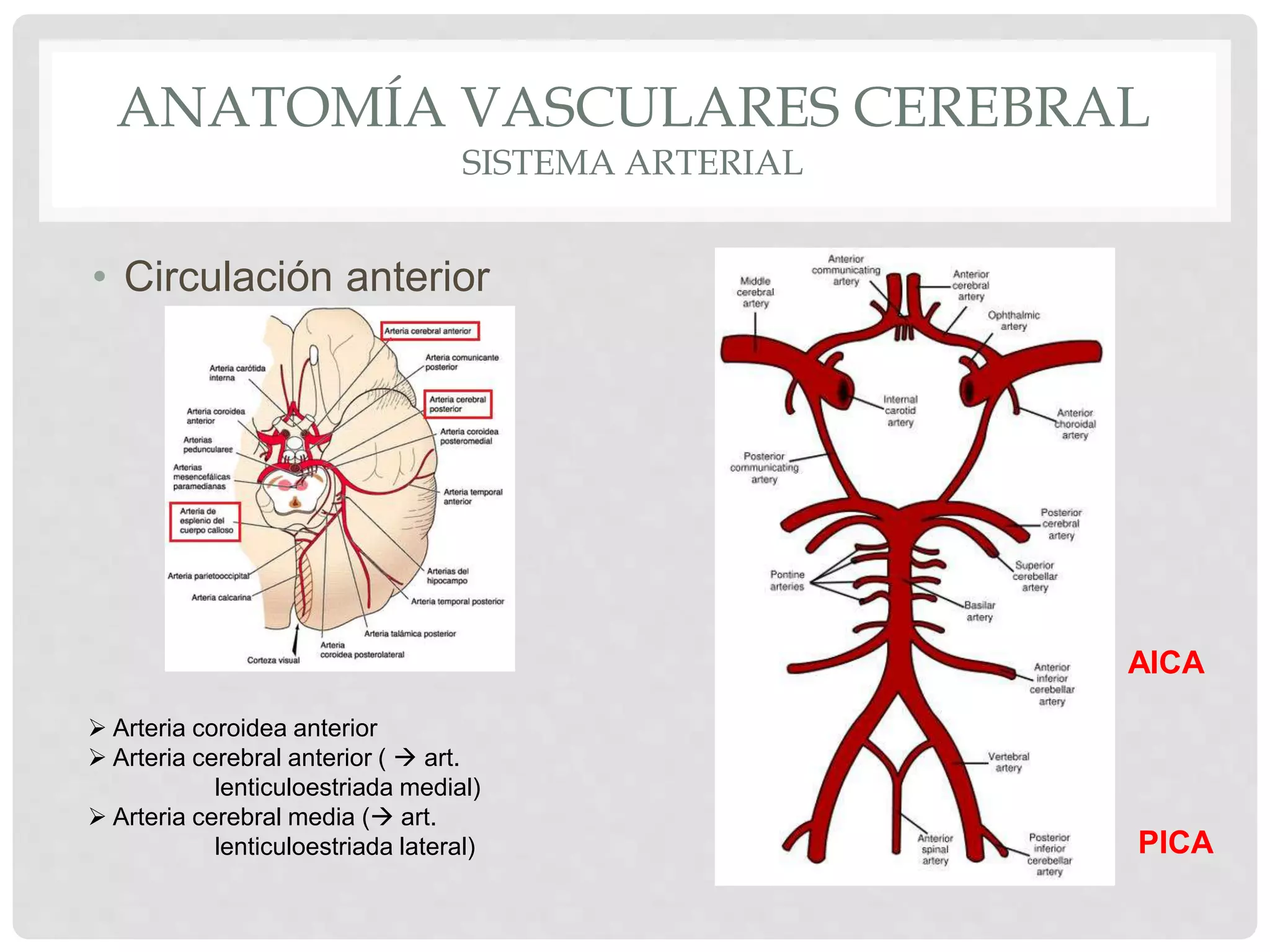 Malformaciones vasculares cerebrales | PPT | Descarga Gratuita