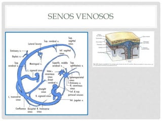 Malformaciones vasculares cerebrales | PPTX