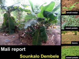 Mali report Sounkalo Dembele Mali report sweet potato   small maize  beans  sweet potato 