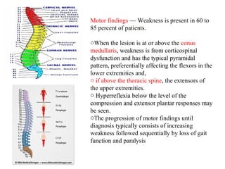 Motor findings — Weakness is present in 60 to
85 percent of patients.
oWhen the lesion is at or above the conus
medullaris, weakness is from corticospinal
dysfunction and has the typical pyramidal
pattern, preferentially affecting the flexors in the
lower extremities and,
o if above the thoracic spine, the extensors of
the upper extremities.
o Hyperreflexia below the level of the
compression and extensor plantar responses may
be seen.
oThe progression of motor findings until
diagnosis typically consists of increasing
weakness followed sequentially by loss of gait
function and paralysis

 