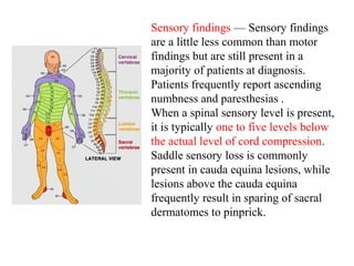 Sensory findings — Sensory findings
are a little less common than motor
findings but are still present in a
majority of patients at diagnosis.
Patients frequently report ascending
numbness and paresthesias .
When a spinal sensory level is present,
it is typically one to five levels below
the actual level of cord compression.
Saddle sensory loss is commonly
present in cauda equina lesions, while
lesions above the cauda equina
frequently result in sparing of sacral
dermatomes to pinprick.

 