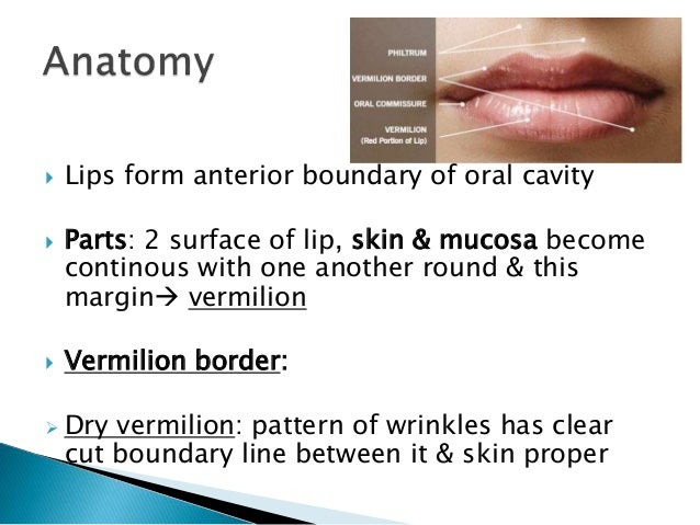 Vermilion Border Lip