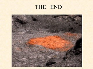 THE  END 