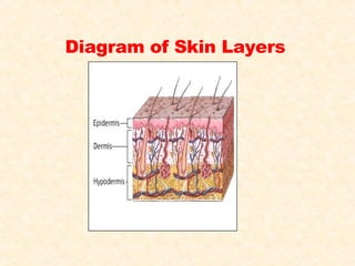 Diagram of Skin Layers   