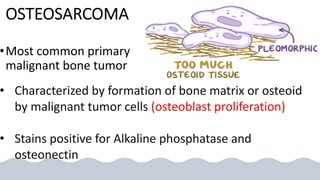 OSTEOSARCOMA
•Most common primary
malignant bone tumor
• Characterized by formation of bone matrix or osteoid
by malignant tumor cells (osteoblast proliferation)
• Stains positive for Alkaline phosphatase and
osteonectin
 
