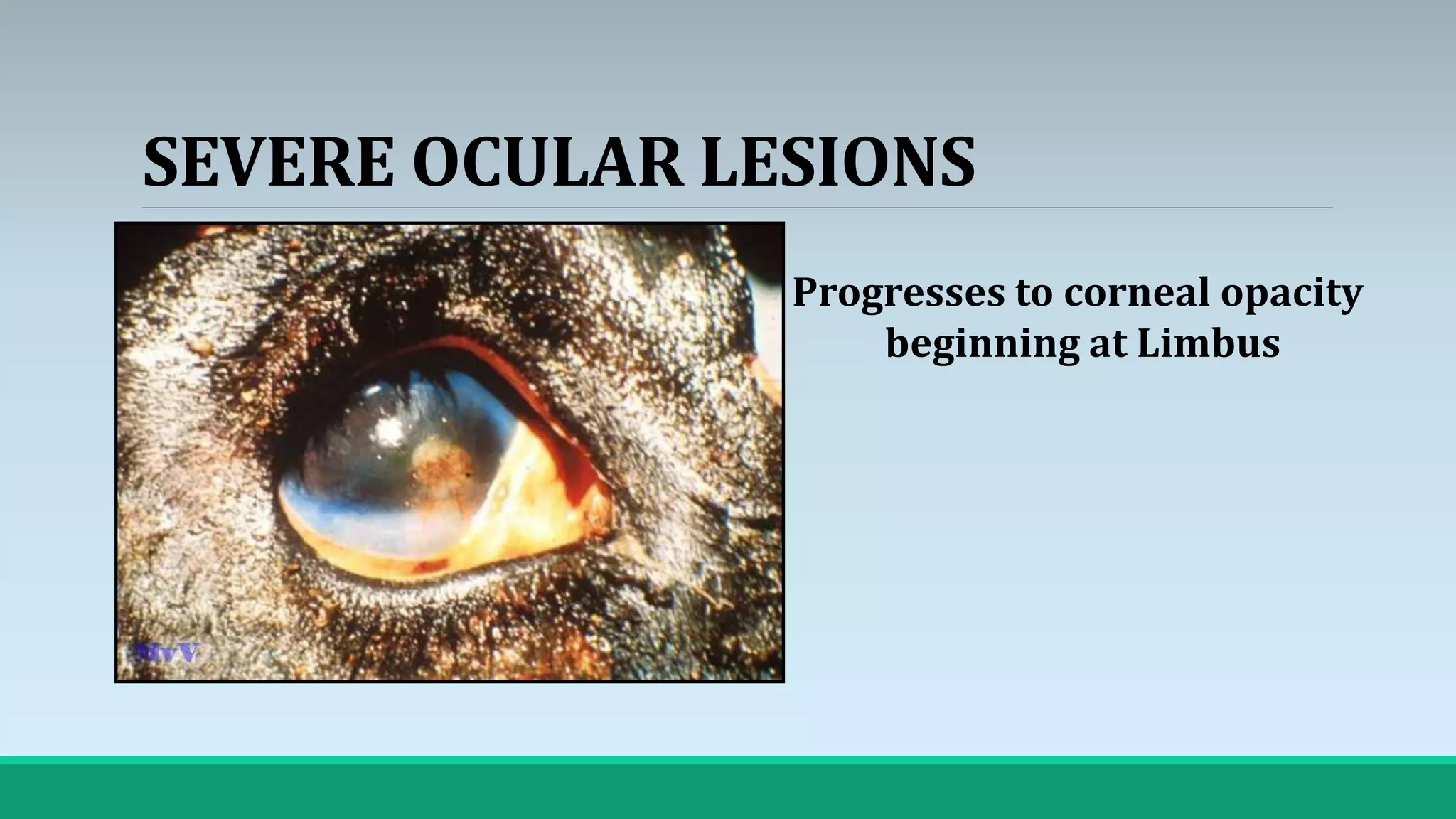 Malignant catarrhal fever | PPTX