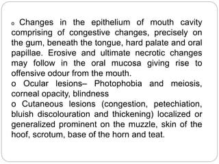 o Changes in the epithelium of mouth cavity
comprising of congestive changes, precisely on
the gum, beneath the tongue, hard palate and oral
papillae. Erosive and ultimate necrotic changes
may follow in the oral mucosa giving rise to
offensive odour from the mouth.
o Ocular lesions– Photophobia and meiosis,
corneal opacity, blindness
o Cutaneous lesions (congestion, petechiation,
bluish discolouration and thickening) localized or
generalized prominent on the muzzle, skin of the
hoof, scrotum, base of the horn and teat.
 