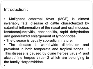 Introduction :
• Malignant catarrhal fever (MCF) is almost
invariably fatal disease of cattle characterized by
catarrhal inflammation of the nasal and oral mucosa,
keratoconjunctivitis, encephalitis, rapid dehydration
and generalized enlargement of lymphnodes.
• The disease is usually sporadic in nature.
• The disease is world-wide distribution and
prevalent in both temperate and tropical zones. •
This disease is caused by ovine herpes virus -1 and
alcelaphine herpes virus- 2 which are belonging to
the family Herpesviridae.
•
 