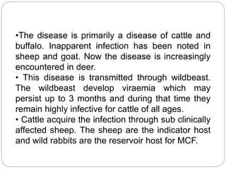 •The disease is primarily a disease of cattle and
buffalo. Inapparent infection has been noted in
sheep and goat. Now the disease is increasingly
encountered in deer.
• This disease is transmitted through wildbeast.
The wildbeast develop viraemia which may
persist up to 3 months and during that time they
remain highly infective for cattle of all ages.
• Cattle acquire the infection through sub clinically
affected sheep. The sheep are the indicator host
and wild rabbits are the reservoir host for MCF.
 