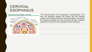 Anatomy and malignant diseases of esophagus | PPTX