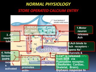 NORMAL PHYSIOLOGY
STORE OPERATED CALCIUM ENTRY
1.Motor
neuron
releases
Ach
2.Ach binds to
Ach receptors -
opens Na⁺
channels &
generates APs
3. AP
reaches T
tubule
4. Voltage
Sensor
DHPR
receptor
s
activated
5.Ca²⁺ is released
from SER via
Ryanodine receptor.
(3isoforms: Cardiac,
Skeletal, Brain).
Biphasic response to
6. Ca²⁺ binds
to Troponin
and
promotes
actin-
7. SERCA pumps propel
Ca²⁺ back to the SR &
cause relaxation when
Ca²⁺ is <10 -7 M and
require ATP
 