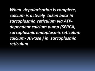 When depolarisation is complete,
calcium is actively taken back in
sarcoplasmic reticulum via ATP-
dependent calcium pump (SERCA,
sarcoplasmic endoplasmic reticulum
calcium- ATPase ) in sarcoplasmic
reticulum
 