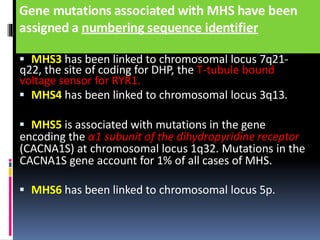 Gene mutations associated with MHS have been
assigned a numbering sequence identifier
 MHS3 has been linked to chromosomal locus 7q21-
q22, the site of coding for DHP, the T-tubule bound
voltage sensor for RYR1.
 MHS4 has been linked to chromosomal locus 3q13.
 MHS5 is associated with mutations in the gene
encoding the α1 subunit of the dihydropyridine receptor
(CACNA1S) at chromosomal locus 1q32. Mutations in the
CACNA1S gene account for 1% of all cases of MHS.
 MHS6 has been linked to chromosomal locus 5p.
 