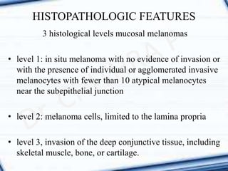 3 histological levels mucosal melanomas
• level 1: in situ melanoma with no evidence of invasion or
with the presence of individual or agglomerated invasive
melanocytes with fewer than 10 atypical melanocytes
near the subepithelial junction
• level 2: melanoma cells, limited to the lamina propria
• level 3, invasion of the deep conjunctive tissue, including
skeletal muscle, bone, or cartilage.
HISTOPATHOLOGIC FEATURES
 