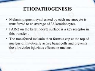 • Melanin pigment synthesized by each melanocyte is
transferred to an average of 36 keratinocytes.
• PAR-2 on the keratinocyte surface is a key receptor in
this transfer .
• The transferred melanin then forms a cap at the top of
nucleus of mitotically active basal cells and prevents
the ultraviolet injurious effects on nucleus.
ETIOPATHOGENESIS
 