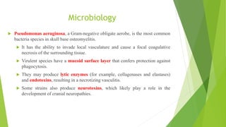 Microbiology
 Pseudomonas aeruginosa, a Gram-negative obligate aerobe, is the most common
bacteria species in skull base osteomyelitis.
 It has the ability to invade local vasculature and cause a focal coagulative
necrosis of the surrounding tissue.
 Virulent species have a mucoid surface layer that confers protection against
phagocytosis.
 They may produce lytic enzymes (for example, collagenases and elastases)
and endotoxins, resulting in a necrotizing vasculitis.
 Some strains also produce neurotoxins, which likely play a role in the
development of cranial neuropathies.
 