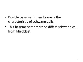 • Double basement membrane is the
characteristic of schwann cells.
• This basement membrane differs schwann cell
from fibroblast.
4
 