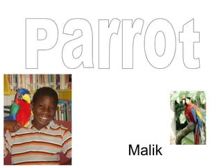 Parrot Malik 