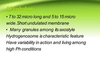 • 7 to 32 micro long and 5 to 15 micro
wide.Short undulated membrane
• Many granules among itsaxostyle
Hydrogenosome ischaracteristic feature
Have variability in action and living among
high Ph conditions
 