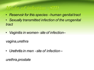 • Reservoir for this species -human genitaltract
• Sexually transmitted infection of the urogenital
tract
• Vaginitis in women- site of infection–
vagina,urethra
• Urethritis in men -site of infection–
urethra,prostate
 