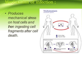 • Produces
mechanical stress
on host cells and
then ingesting cell
fragments after cell
death.
 