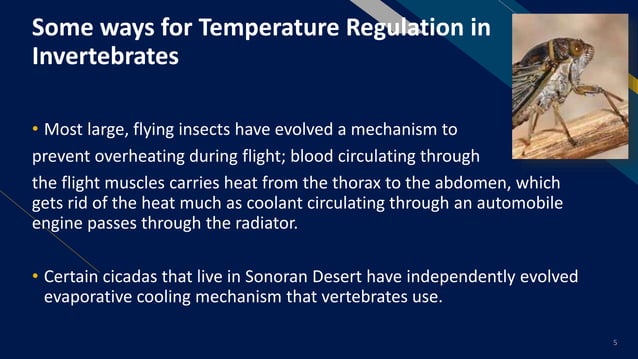 Temperature In Insect Temperature Regulation in Invertebrates.pptx | Environment | Science