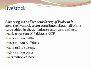 Livestock
According to the Economic Survey of Pakistan In
2014, the livestock sector contributes about half of the
value added in the agriculture sector, amounting to
nearly 11 per cent of Pakistan's GDP.
24.2 million cattle
26.3 million buffaloes,
24.9 million sheep,
56.7 million goats
0.8 million camels.
 