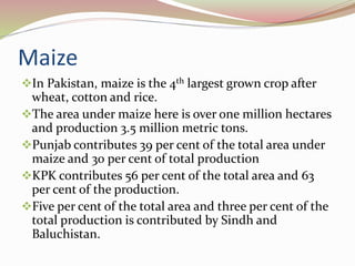 Maize
In Pakistan, maize is the 4th largest grown crop after
wheat, cotton and rice.
The area under maize here is over one million hectares
and production 3.5 million metric tons.
Punjab contributes 39 per cent of the total area under
maize and 30 per cent of total production
KPK contributes 56 per cent of the total area and 63
per cent of the production.
Five per cent of the total area and three per cent of the
total production is contributed by Sindh and
Baluchistan.
 
