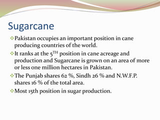 Sugarcane
Pakistan occupies an important position in cane
producing countries of the world.
It ranks at the 5TH position in cane acreage and
production and Sugarcane is grown on an area of more
or less one million hectares in Pakistan.
The Punjab shares 62 %, Sindh 26 % and N.W.F.P.
shares 16 % of the total area.
Most 15th position in sugar production.
 