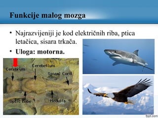 Funkcije malog mozga
• Najrazvijeniji je kod električnih riba, ptica
letačica, sisara trkača.
• Uloga: motorna.
 