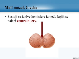 Mali mozak čoveka
• Sastoji se iz dve hemisfere između kojih se
nalazi centralni crv.
 