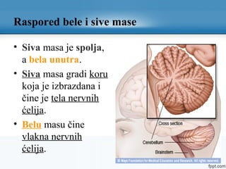 Raspored bele i sive mase
• Siva masa je spolja,
a bela unutra.
• Siva masa gradi koru
koja je izbrazdana i
čine je tela nervnih
ćelija.
• Belu masu čine
vlakna nervnih
ćelija.
 