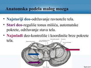 Anatomska podela malog mozga
• Najstariji deo-održavanje ravnoteže tela.
• Stari deo-reguliše tonus mišića, automatske
pokrete, održavanje stava tela.
• Najmlađi deo-kontroliše i koordiniše brze pokrete
tela.
 