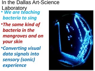 In the Dallas Art-Science
Laboratory
• We are teaching
bacteria to sing
•The same kind of
bacteria in the
mangroves and on
your skin
•Converting visual
data signals into
sensory (sonic)
experience
 