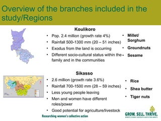 Overview of the branches included in the study/Regions  Millet/ Sorghum Groundnuts Sesame Rice Shea butter Tiger nuts Koulikoro Pop. 2.4 million (growth rate 4%) Rainfall 500-1300 mm (20 – 51 inches) Exodus from the land is occurring Different socio-cultural status within the family and in the communities Sikasso 2.6 million (growth rate 3.6%) Rainfall 700-1500 mm (28 – 59 inches) Less young people leaving Men and women have different roles/power Good potential for agriculture/livestock 