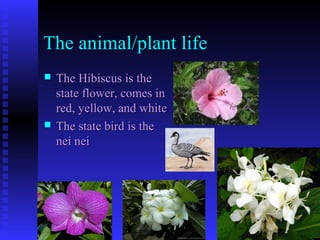 The animal/plant life
 The Hibiscus is theThe Hibiscus is the
state flower, comes instate flower, comes in
red, yellow, and whitered, yellow, and white
 The state bird is theThe state bird is the
nei neinei nei
 