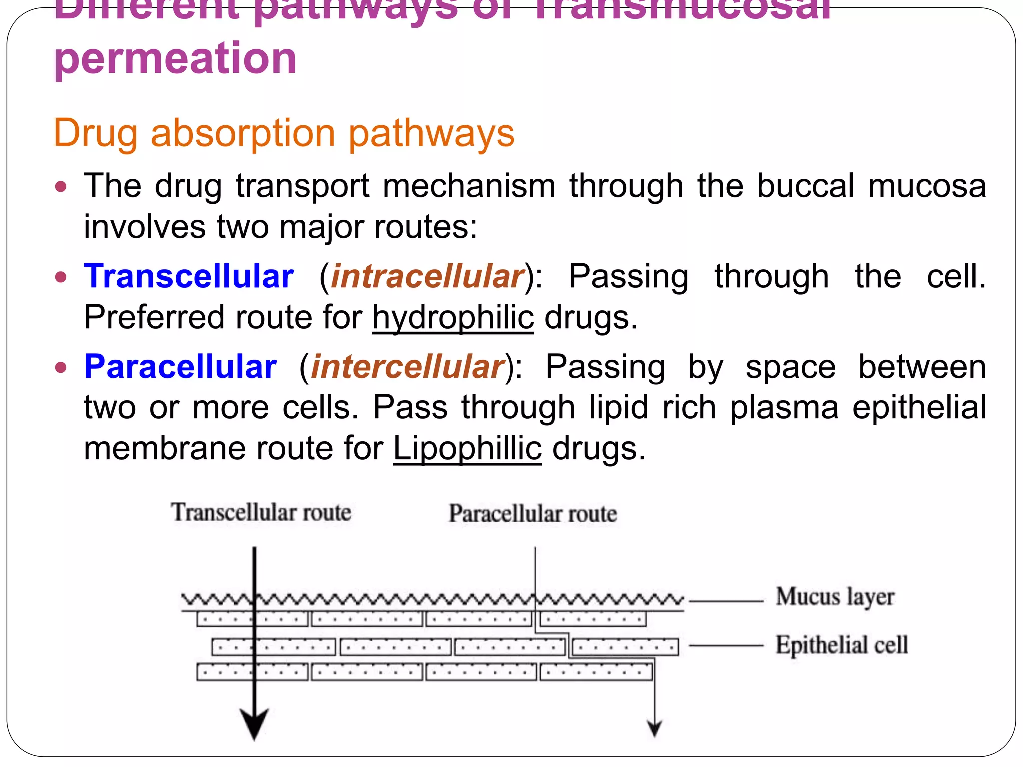 Different pathways of Transmucosal
permeation
Drug absorption pathways
 The drug transport mechanism through the buccal mucosa
involves two major routes:
 Transcellular (intracellular): Passing through the cell.
Preferred route for hydrophilic drugs.
 Paracellular (intercellular): Passing by space between
two or more cells. Pass through lipid rich plasma epithelial
membrane route for Lipophillic drugs.
 