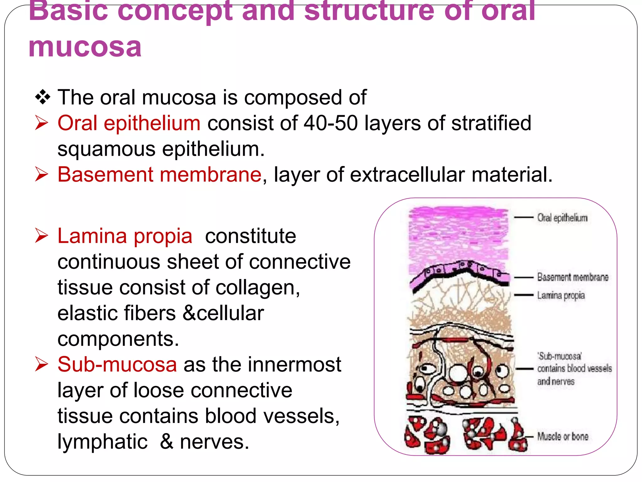 Basic concept and structure of oral
mucosa
 Lamina propia constitute
continuous sheet of connective
tissue consist of collagen,
elastic fibers &cellular
components.
 Sub-mucosa as the innermost
layer of loose connective
tissue contains blood vessels,
lymphatic & nerves.
 The oral mucosa is composed of
 Oral epithelium consist of 40-50 layers of stratified
squamous epithelium.
 Basement membrane, layer of extracellular material.
 