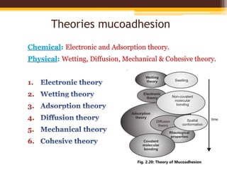 Theories mucoadhesion
Chemical: Electronic and Adsorption theory.
Physical: Wetting, Diffusion, Mechanical & Cohesive theory.
1.
2.
3.
4.
5.
6.
 