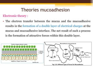 Theories mucoadhesion
Electronic theory :
• The electron transfer between the mucus and the mucoadhesive
results in the formation of a double layer of electrical charges at the
mucus and mucoadhesive interface. The net result of such a process
is the formation of attractive forces within this double layer.
 
