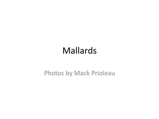 Mallards	
Photos	by	Mack	Prioleau	
 