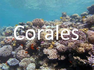 Corales
 