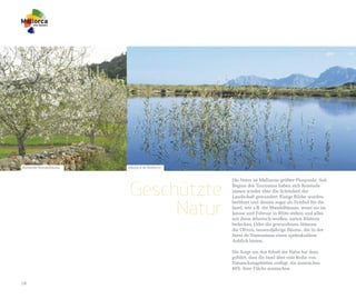 Blühende Mandelbäume   Albufera de Mallorca




                        Geschützte
                                              Die Natur ist Mallorcas größter Pluspunkt. Seit
                                              Beginn des Tourismus haben sich Reisende
                                              immer wieder über die Schönheit der
                                              Landschaft gewundert. Einige Bilder wurden


                             Natur
                                              berühmt und dienen sogar als Symbol für die
                                              Insel, wie z.B. die Mandelbäume, wenn sie im
                                              Januar und Februar in Blüte stehen und alles
                                              mit ihren ätherisch-weißen, zarten Blättern
                                              bedecken. Oder die gewundenen Stämme
                                              der Oliven, tausendjährige Bäume, die in der
                                              Serra de Tramuntana einen spektakulären
                                              Anblick bieten.

                                              Die Sorge um den Erhalt der Natur hat dazu
                                              geführt, dass die Insel über eine Reihe von
                                              Naturschutzgebieten verfügt, die inzwischen
                                              40% ihrer Fläche ausmachen.


18
 