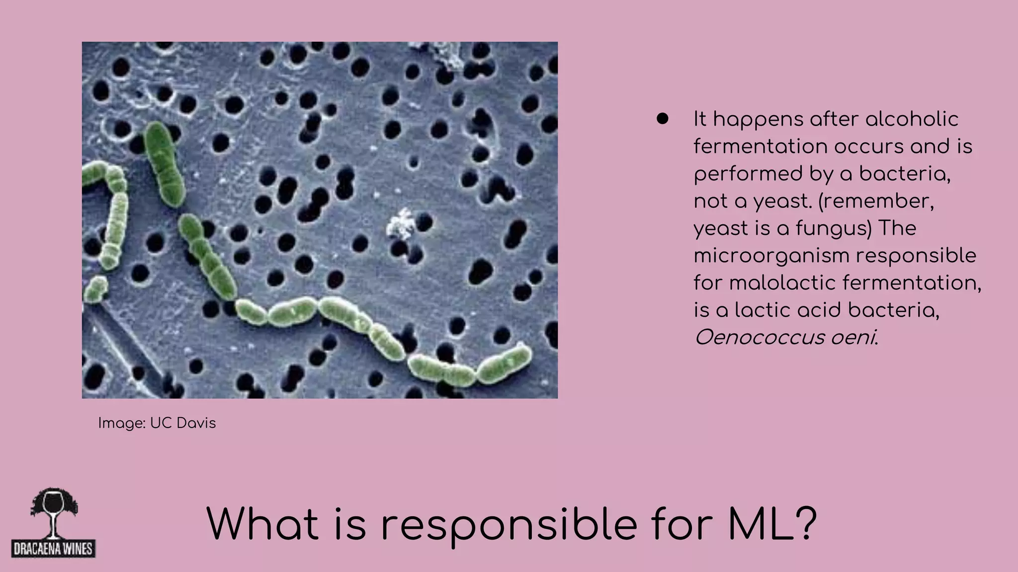 ● It happens after alcoholic
fermentation occurs and is
performed by a bacteria,
not a yeast. (remember,
yeast is a fungus) The
microorganism responsible
for malolactic fermentation,
is a lactic acid bacteria,
Oenococcus oeni.
What is responsible for ML?
Image: UC Davis
 