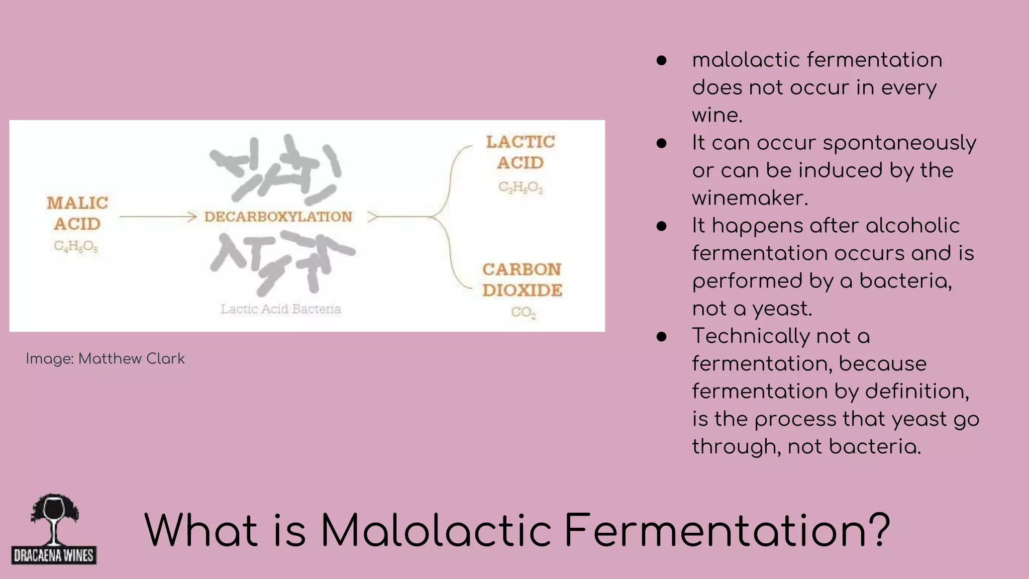 ● malolactic fermentation
does not occur in every
wine.
● It can occur spontaneously
or can be induced by the
winemaker.
● It happens after alcoholic
fermentation occurs and is
performed by a bacteria,
not a yeast.
● Technically not a
fermentation, because
fermentation by definition,
is the process that yeast go
through, not bacteria.
What is Malolactic Fermentation?
Image: Matthew Clark
 