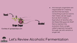 ● microscopic organisms are
responsible for creating
alcohol that we enjoy
consuming is just so cool to
me! I mean, we eat sugar,
but we don’t create a
byproduct of alcohol, why
do these little guys do that?
Not to mention the
evolution that a single
celled organism has gone
through, yet still remains a
single cell.
Let’s Review Alcoholic Fermentation
Courtesy of: goodpairdays.com
 