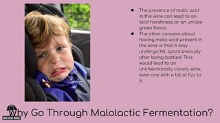 ● The presence of malic acid
in the wine can lead to an
acid harshness or an unripe
green flavor.
● The other concern about
having malic acid present in
the wine is that it may
undergo ML spontaneously
after being bottled. This
would lead to an
unintentionally cloudy wine,
even one with a bit of fizz to
it.
Why Go Through Malolactic Fermentation?
 